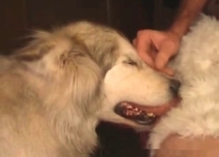 Dog swallows my horny wiener