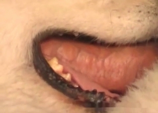 Dog swallows my horny wiener