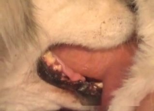 Dog swallows my horny wiener