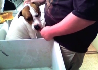 Guilty doggy blows a wiener
