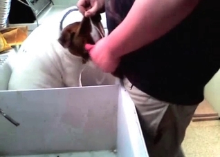 Guilty doggy blows a wiener