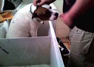 Guilty doggy blows a wiener