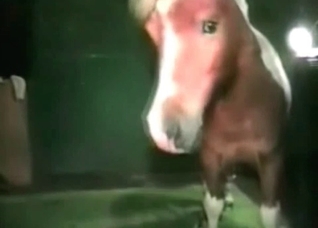 Trained pony and dirty zoophile