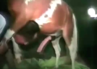 Trained pony and dirty zoophile