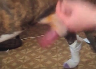Wanking a dick of a small dog