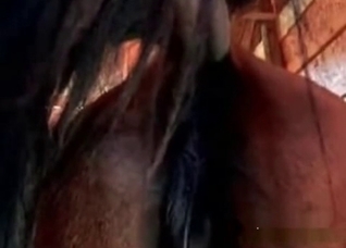 Exploring another horse anus