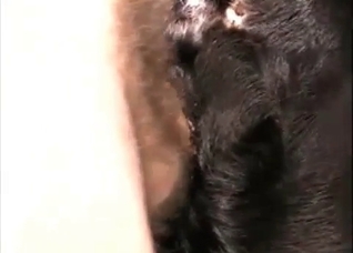 Black anus of a juicy doggy