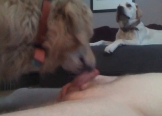 Trained pet licks a soft cock