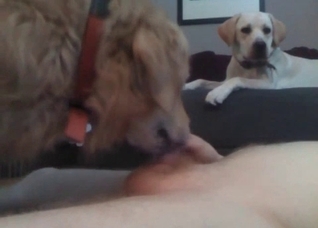 Trained pet licks a soft cock
