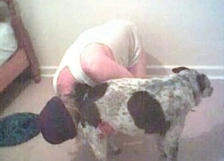 Small animal licks a soft wiener