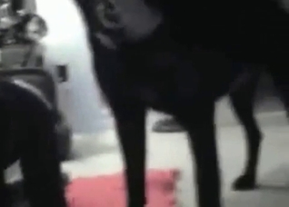 Leather makes this dog horny