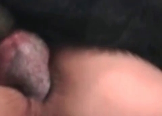 Tight anus fucked by a doggy