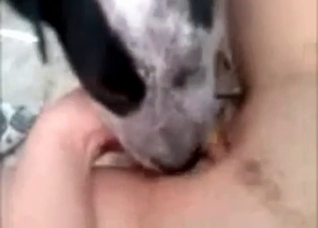 Fast cunnilingus by a doggy