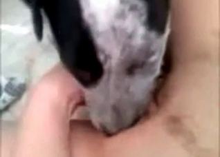 Fast cunnilingus by a doggy