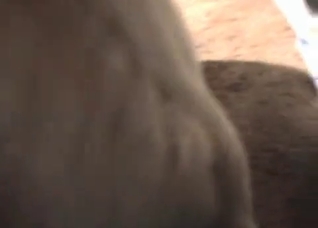 Blonde pounded by her animal