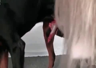 Playful bitch licked by a dog