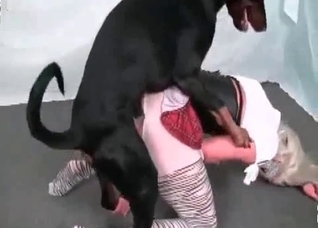 Playful bitch licked by a dog