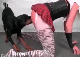 Playful bitch licked by a dog