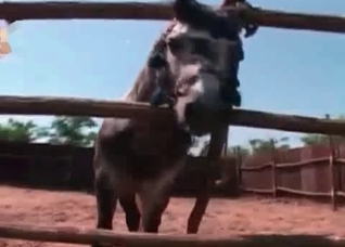 Hungry horse gets a blowjob