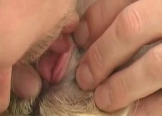 Preparing my dog for sex