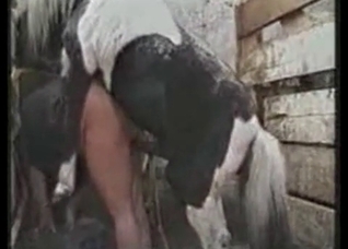 Horse fills out a tight snatch