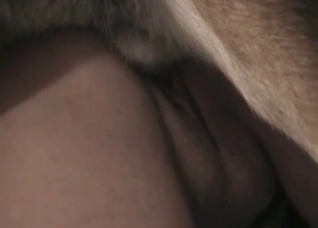 Slutty milfs and their dog