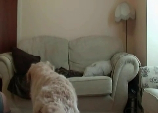Blindfolded zoophile and her dog