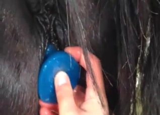 Anal stimulation for a horse