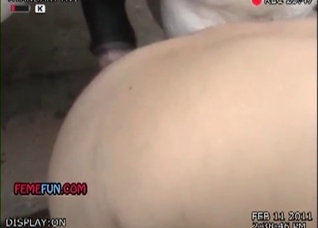 Big ass zoophile and white horse