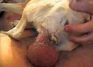 Puppy screwed hard in the ass