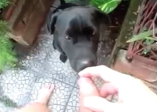 Just cumming on my doggy
