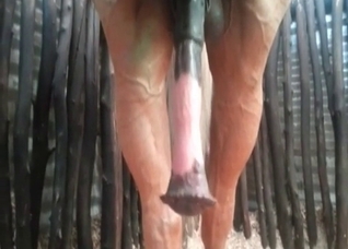 Spicy dick of a stallion