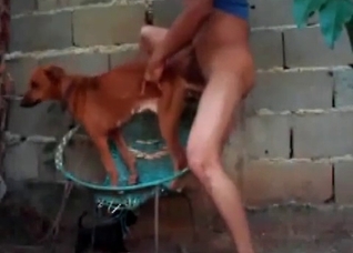 Small doggy in the hot animality