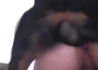 My dog is a nice fucker