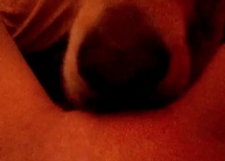 Bestial fellatio in the night