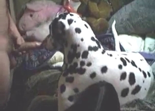 Spotted animal licks my dick