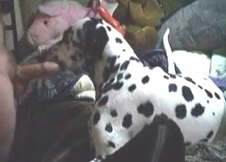 Spotted animal licks my dick