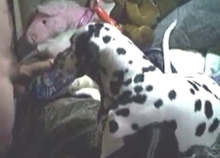 Spotted animal licks my dick