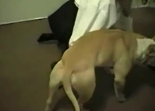 Office slut plays with her dog