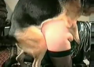 Big ass fucked by a Shepherd