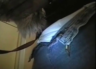Hairy hound licks a hard dick