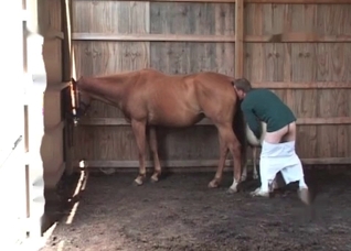 Preparing this white pony for sex