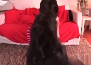 Hairy dog licks a wet muff