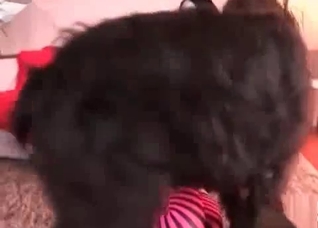 Hairy dog licks a wet muff