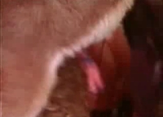 Filthy nuns in the bestiality porn
