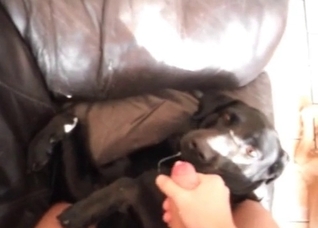 Cumming on the face of a dog