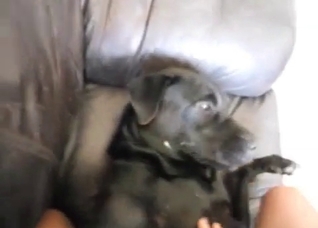 Cumming on the face of a dog