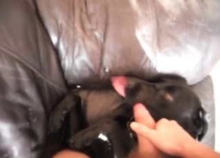 Cumming on the face of a dog