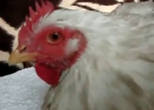 Small cock gets into animality