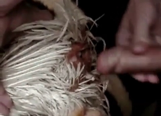 Small cock gets into animality
